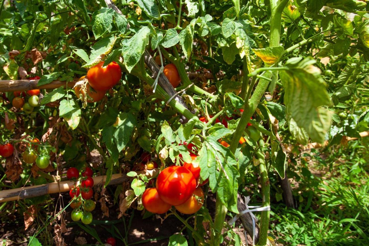 Eco Village Buljarica Budva Dış mekan fotoğraf